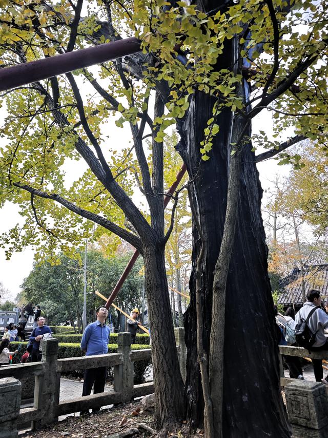 带4岁娃爬上海松江天马山，2小时轻松搞定，花费不到30元