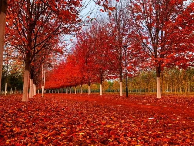 【乐亭时事】三色交融美如画 一路畅游“乐港岛”