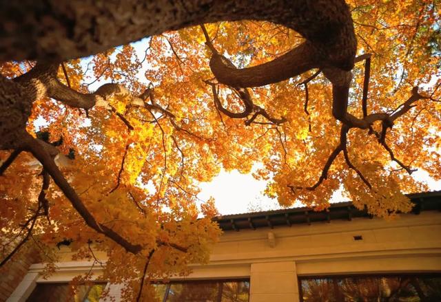 吉视界 | 金叶作毯，树影成画，南湖畔绘就北国之秋