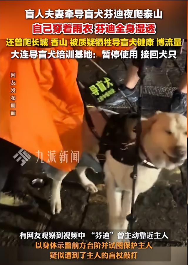 带导盲犬爬泰山的夫妻被网友批评，导盲犬芬迪看着非常累