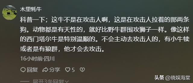 五台山游客被牛顶后：队友爆料，故意让狗挑逗小牛，当事人发声