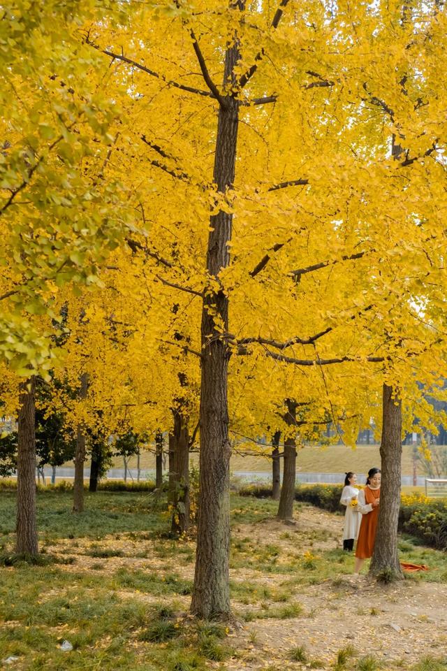 地铁直达！免费！成都20个绝美赏秋地，银杏水杉梧桐红枫限时上演！就在家门口！