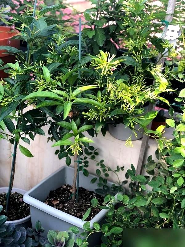 阴花不能进阳宅！这5种花“打死”也不养，家里若有？快挪走！
