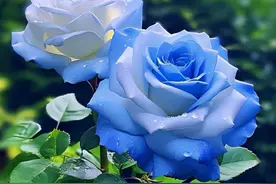 总有一段深情，暖了流年；总有一份惦念，醉了余生图片