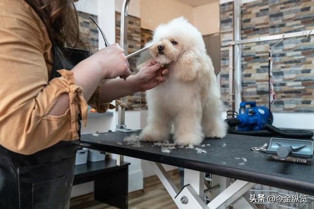 烤肉店禁狗，自助餐却爆火？宠物经济狂飙，人性的“情感代偿”！