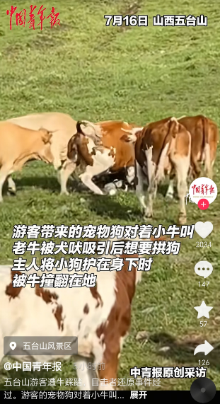五台山一游客被牛群撞倒围攻，景区回应