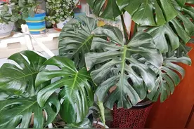 淘米水到底如何养花？只需“一步”，盆土肥根系壮，开花明显多了图片