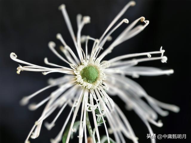 你看见过多少种菊花？