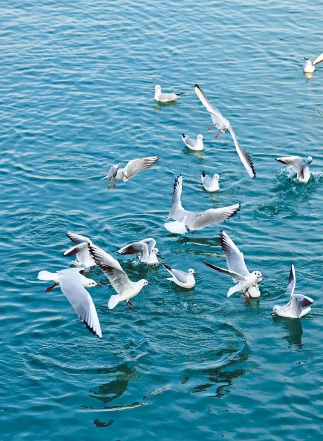 这是日照哪里？这么美！他们，她们，它们都来了！