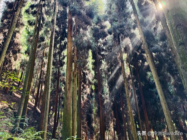 四川行(73)什邡红枫岭徒步到钟鼎寺