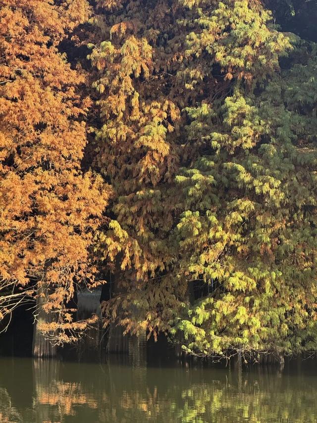 季节限定，丹徒这里“红”了！