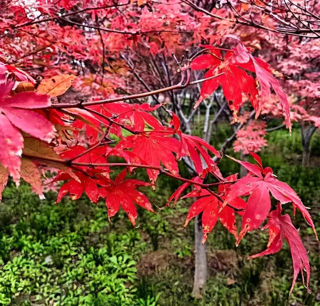 打卡洛宁滨河公园，共赏红枫醉美秋景