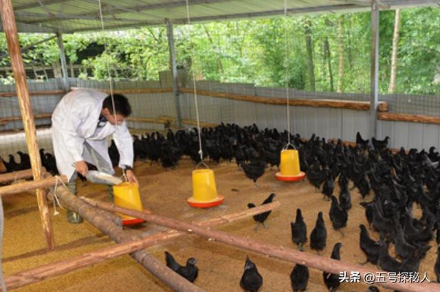 56岁赵亮现状：带小16岁模特老婆深山养鸡	，满脸皱纹未衰先老