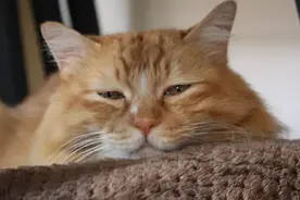 猫咪临终前想要些什么？看完潸然泪下…图片