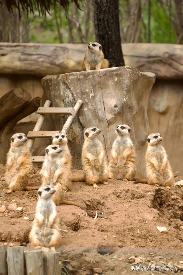 又美又可爱的西海岸！总要来一次！