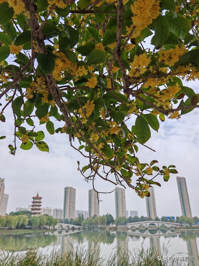 古城云梦：重阳桂花艳 千年古韵香