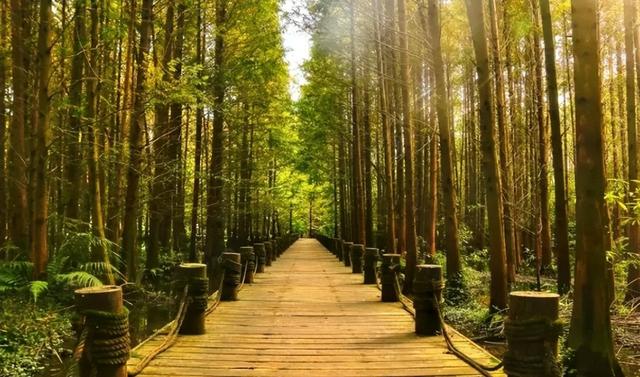 成都周边“天花板”级的银杏园，闯进金色秋日童话世界，拍照超美