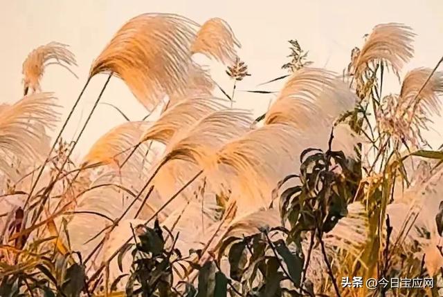 宝应运河边又一打卡地：霞落蒹葭处，粉黛醉斜阳