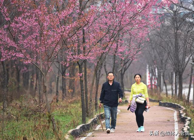 六盘水月照养生谷：冬樱花盛开引客赏花打卡