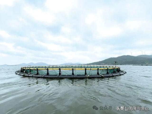 湛江花胶多少钱一斤 湛江花胶产地在哪