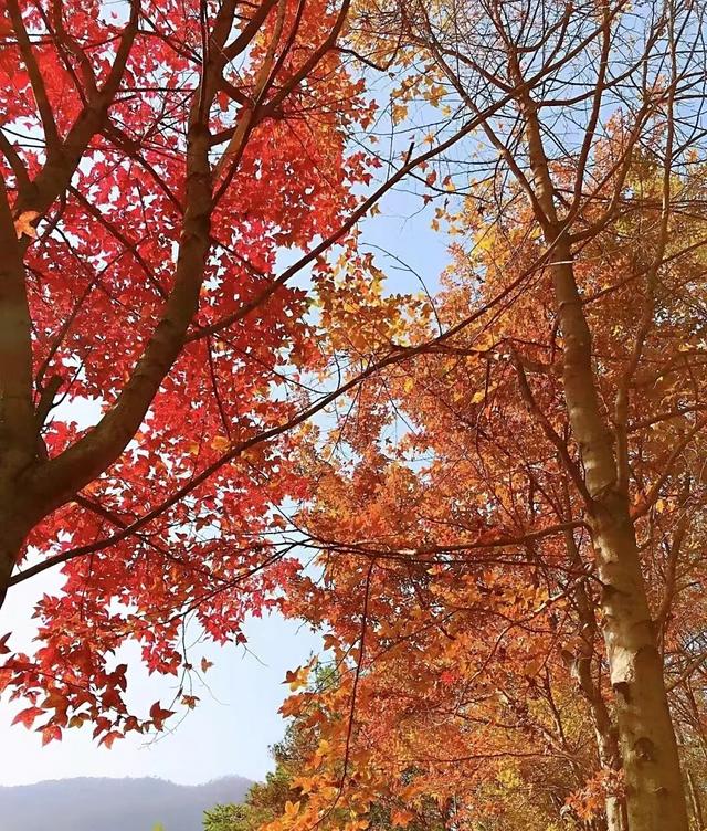 骑行赏枫、古村寻秋……被祁门的「枫景」治愈啦！| 皖美秋日