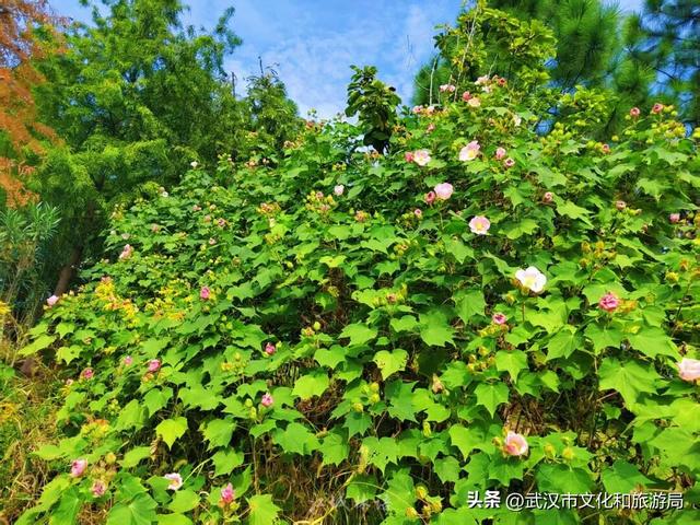 花色一日三变！武汉秋日木芙蓉花海上线
