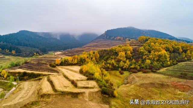 西宁,把秋天藏进了这些地方...
