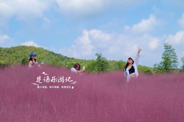 宁波鄞州最美的粉黛花海来了，被誉为初秋限定的粉色浪漫，非常赞
