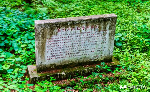 探秘中国最美古树群——吉林长白山古树公园