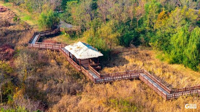 【绿色打卡地】初冬自然调色板！唐岛湾湿地尽显生态之美