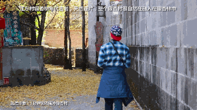 我愿称腾冲为秋季的天花板！银杏、温泉、古镇，来过的人都不想走