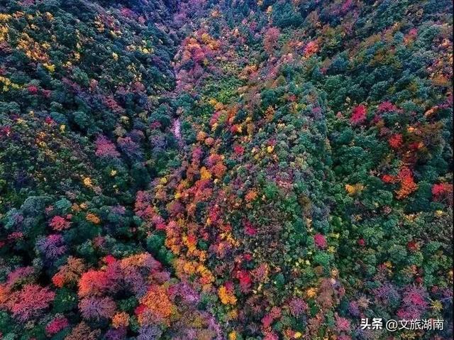 好想把自己扔进湖南这片秋景里