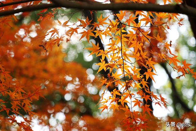 层林尽染，上海红叶特色公园闵行红园枫叶色彩斑斓进入最佳观赏季