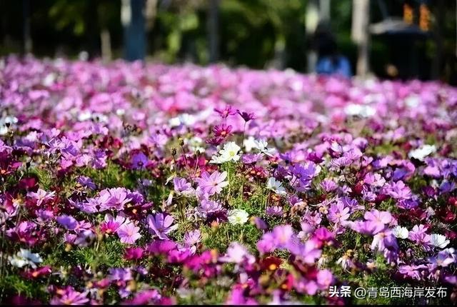 送票！西海岸这片梦幻花海开了！