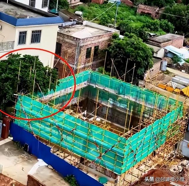 全红婵家建房最新情况：施工受阻，邻居仍不肯砍树，现场照片曝光