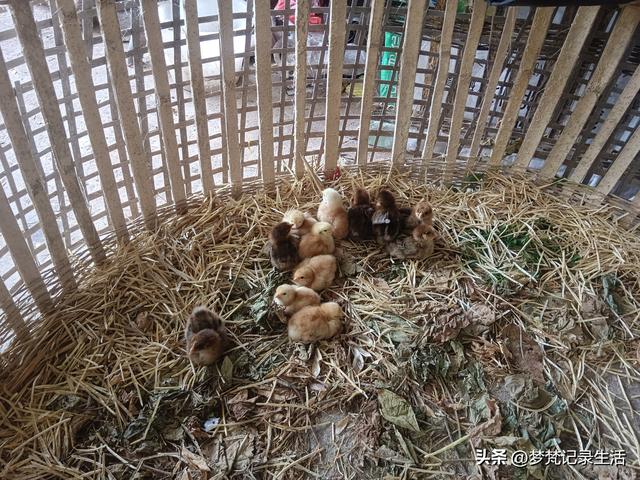 肉松的心思不难猜，低气压制造者每天都在源源不断地生产低气压