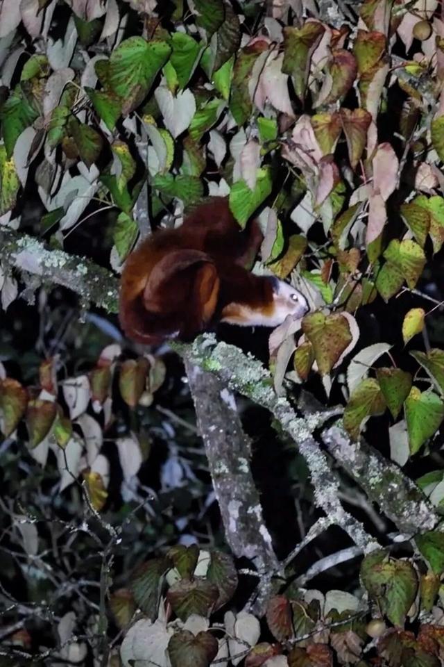 看小鹿！领“鸡蛋”！夏末秋初喇叭河就该这么玩！