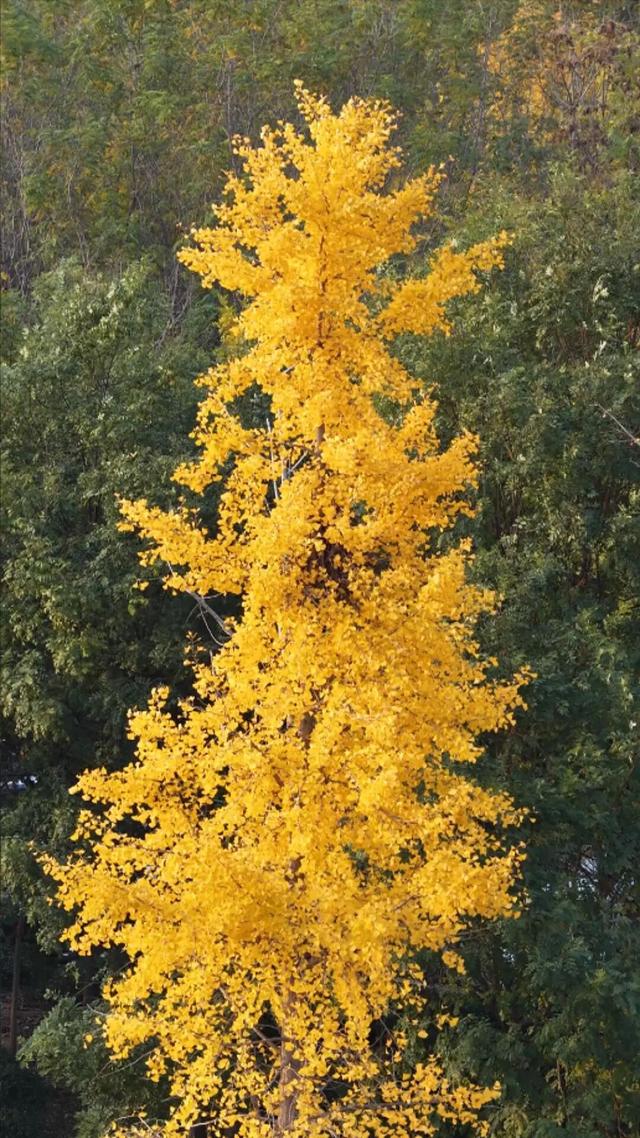 【寻美山东 寻美聊城】聊城阳谷，一树银杏 满城温柔！