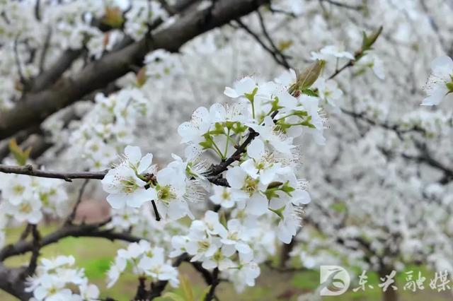 李花漫山开,来东兴红林村赴一场春日之约