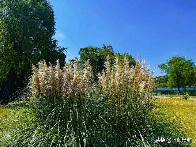 最佳观赏期！“毛茸茸”的杨浦秋日美景上线