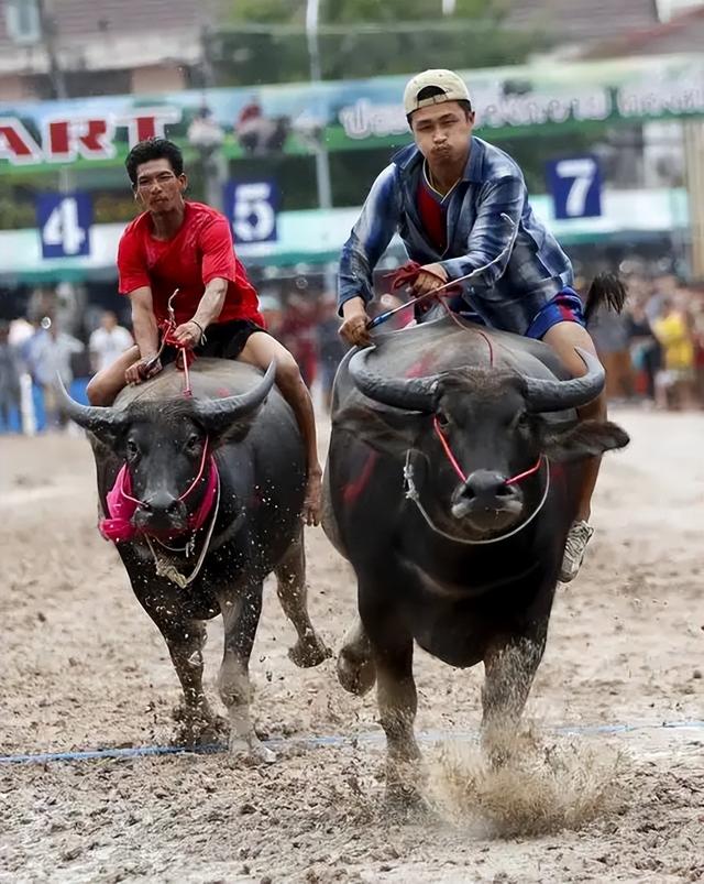 身价千万，力压豪车！泰国水牛“逆袭”成选美明星，让农民疯狂