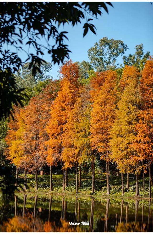 红了！龙岗落羽杉进入最佳观赏期！最全打卡攻略→