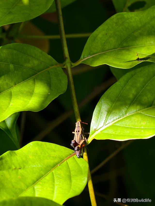 马来西亚(32)砂拉越州⑥世界遗产尼亚洞窟探险