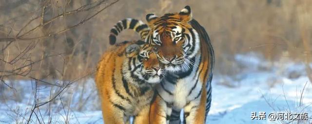 在保定，体验真实版“疯狂动物城”！