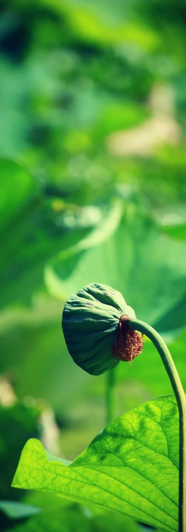 美丽西和 “荷”你有约