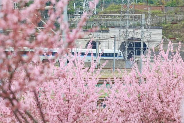 开往春天的列车，发车！这3个地方最出片！