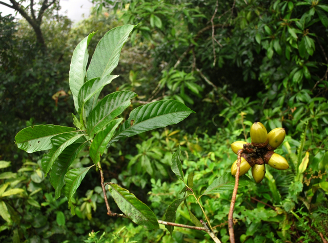 首次发现仅3株，25年云南又发现2株	，网友：不稀奇，老家遍地都是