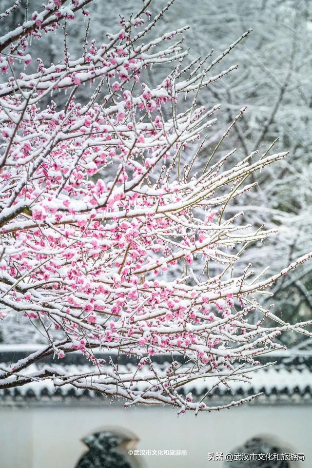 大雪今晚抵汉，有人先玩嗨了！