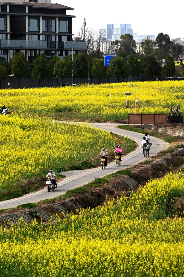 成都绕城绿道变“金色长廊” 市民花海骑行打卡忙