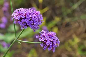 马鞭草：生长、用途与草本之美图片